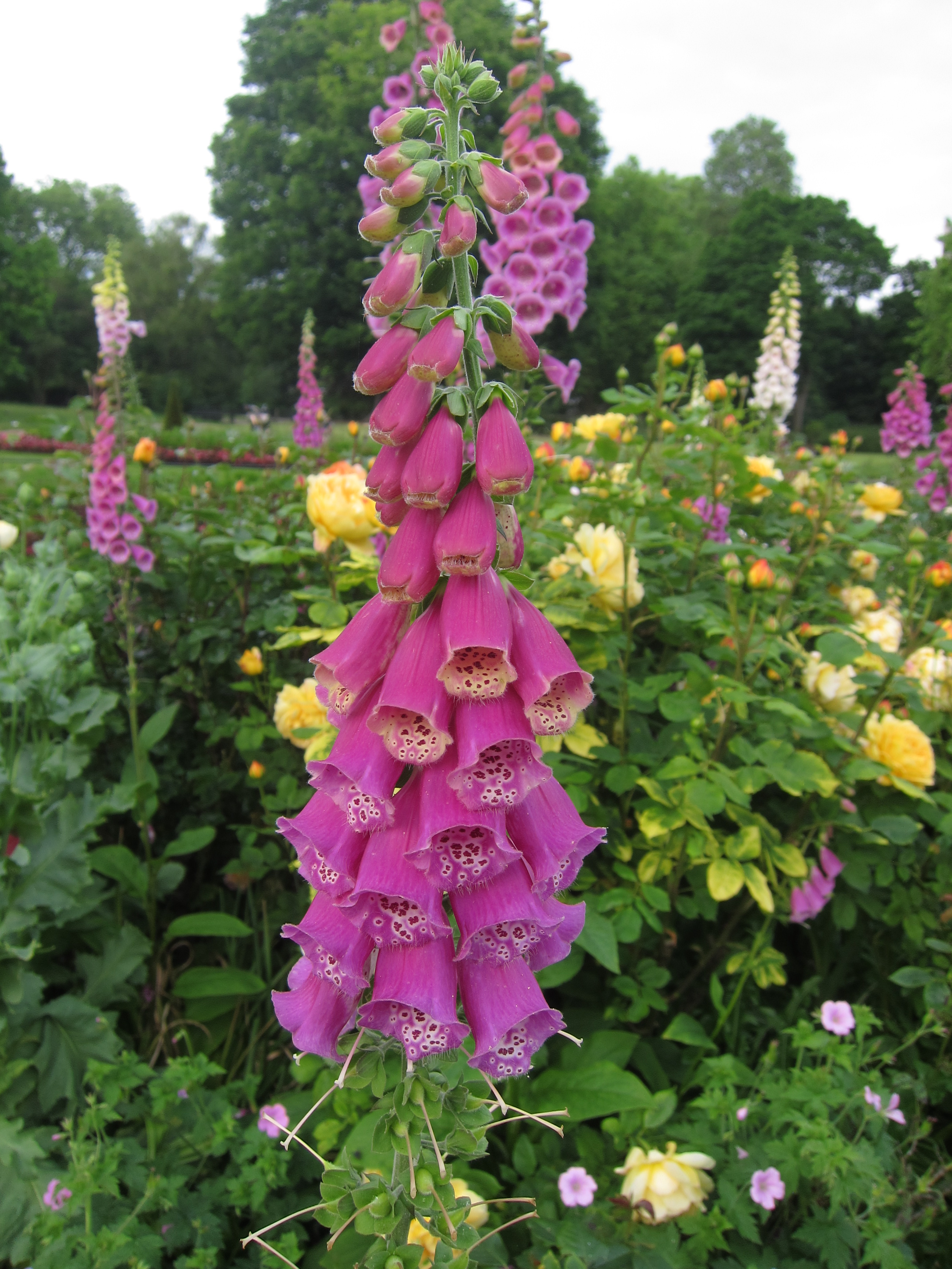 JUNE 15–22 | London, Hyde Park